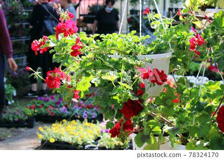 Late spring - beginning of summer, beautiful flowers and plants in Zagreb, Croatia Late spring - beginning of summer, beautiful flowers and plants in Zagreb, Croatia 78324170