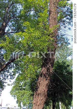 Late spring - beginning of summer, beautiful flowers and plants in Zagreb, Croatia Late spring - beginning of summer, beautiful flowers and plants in Zagreb, Croatia 78324179