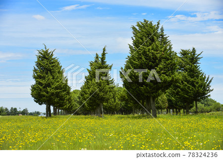 Wild flowers and pines, Patagonia 78324236