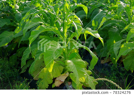 菸田，煙草，菸葉 78324276