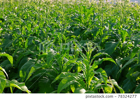 Tobacco field, tobacco, tobacco leaf Tobacco field, tobacco, tobacco leaf 78324277