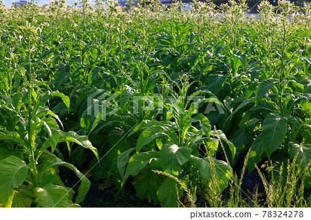 菸田,煙草,菸葉 菸田,煙草,菸葉 78324278
