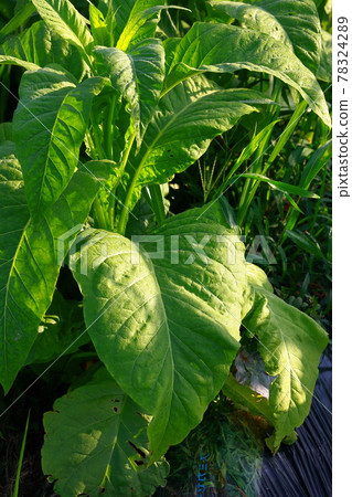 菸田,煙草,菸葉 菸田,煙草,菸葉 78324289