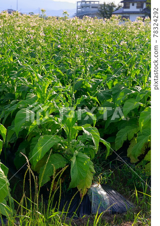 菸田,煙草,菸葉 菸田,煙草,菸葉 78324292