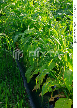 Tobacco field, tobacco, tobacco leaf Tobacco field, tobacco, tobacco leaf 78324296