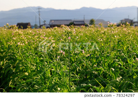 菸田,煙草,菸葉 菸田,煙草,菸葉 78324297