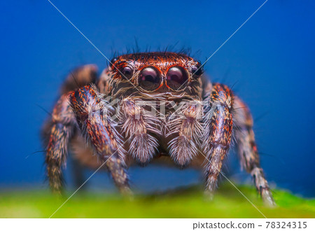 Female jumping spider Evarcha falcata close up portrait 78324315