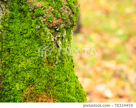 wet tree trunk overgrown with moss in park in rain 78324459
