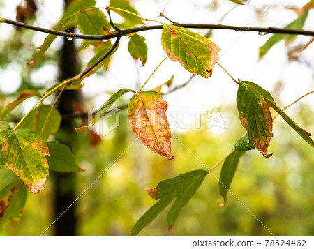wet autumn leaves of maple ash tree in rain 78324462