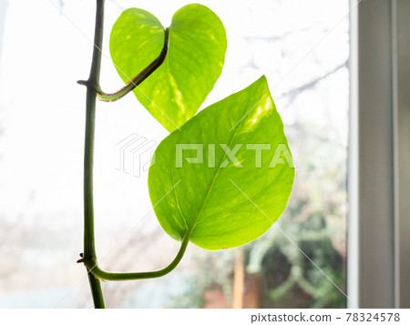 fresh green leaf ivy houseplant close up 78324578