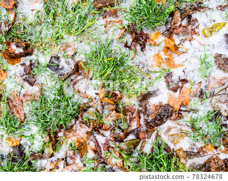 ice-covered frozen lawn with fallen leaves ice-covered frozen lawn with fallen leaves 78324678