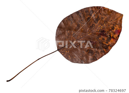 dried fallen yellow autumn leaf of pear tree 78324697
