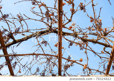 dried grapes on vineyard on sunny winter day dried grapes on vineyard on sunny winter day 78324822