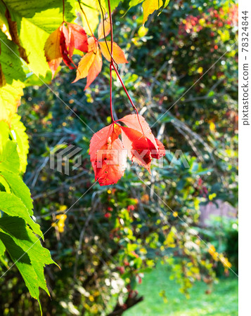 colorful bush illuminated by sun on backyard 78324844
