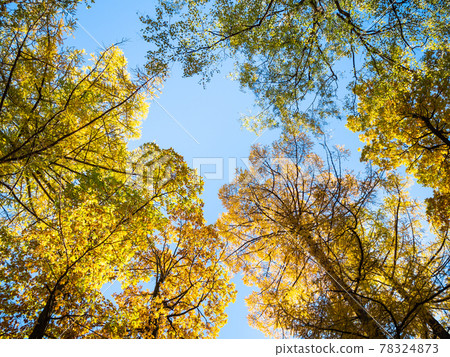 view of tops of oak, larch and birch trees view of tops of oak, larch and birch trees 78324873
