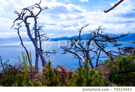 Michinoku Shiokaze Trail Kesennuma Oshima Southern End Ryumaizaki Promenade Withered Black Pine Michinoku Shiokaze Trail Kesennuma Oshima Southern End Ryumaizaki Promenade Withered Black Pine 78324943