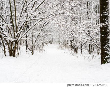 pathway in snow in snowy city park in winter 78325032