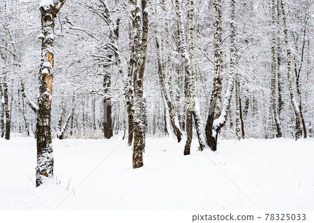 snow-covered birch and oak trees in snowy park 78325033
