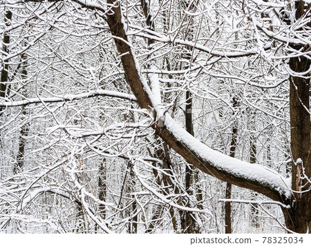 matted snow-covered tree branches in city park 78325034
