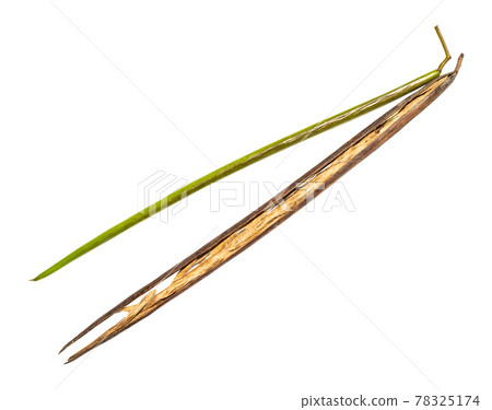 fresh and dried bean pods of catalpa tree on white 78325174