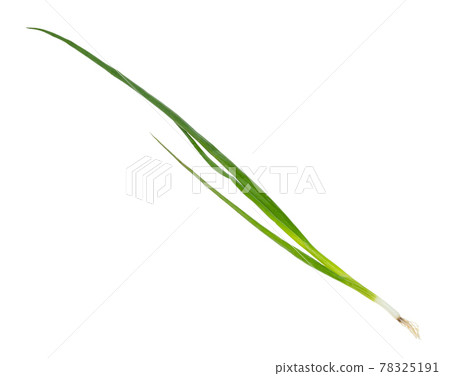 twig of fresh scallions (green onions) cutout 78325191