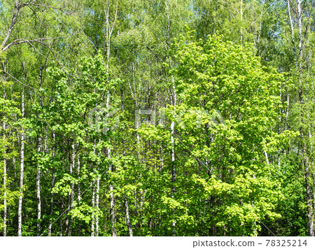 front view of green trees in forest on sunny day front view of green trees in forest on sunny day 78325214