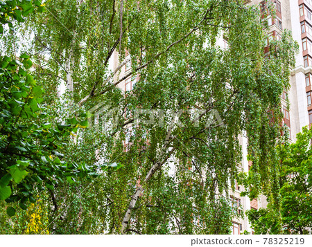 green birch and multi-storey residential house green birch and multi-storey residential house 78325219