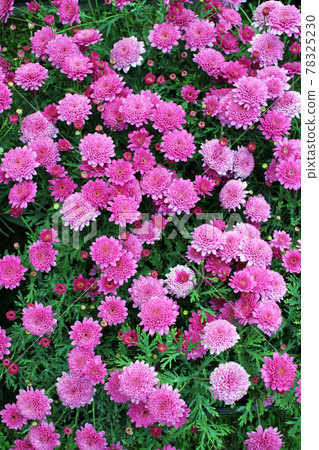 Late spring - beginning of summer, beautiful flowers and plants in Zagreb, Croatia Late spring - beginning of summer, beautiful flowers and plants in Zagreb, Croatia 78325230