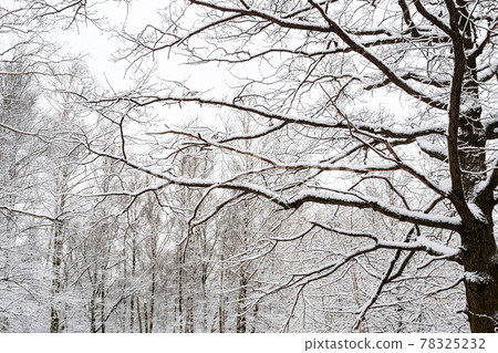 snow-covered black oak and birch grove in park snow-covered black oak and birch grove in park 78325232
