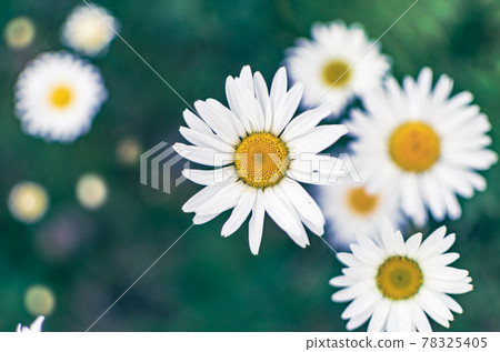 白色洋甘菊花 白色洋甘菊花 78325405