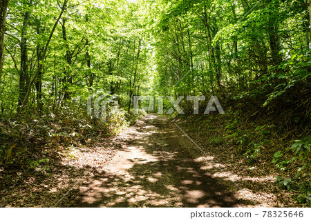 Miyagi Funagata mountain beech forest road with fresh green and sunlight through the trees Miyagi Funagata mountain beech forest road with fresh green and sunlight through the trees 78325646