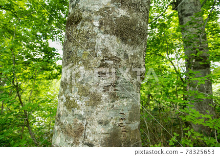 Beech trees through the trees in the fresh green of Mt. Funagata, Miyagi Beech trees through the trees in the fresh green of Mt. Funagata, Miyagi 78325653