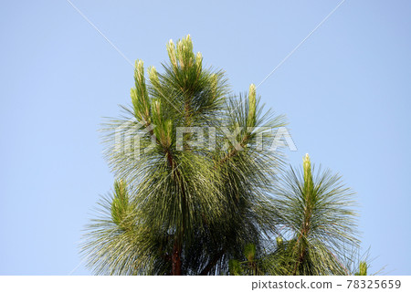 Pine shoots 78325659