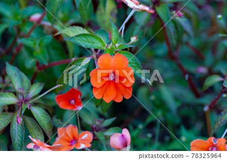Impatiens in full bloom in Vietnam 78325964