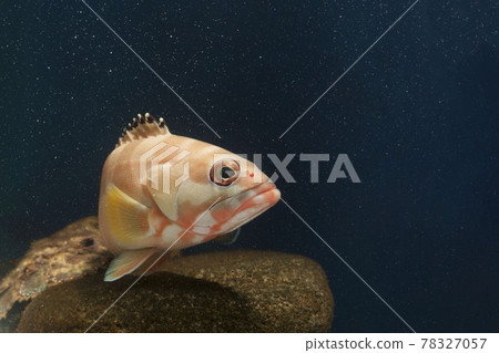 Grouper grouper 78327057