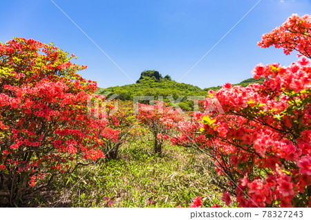 Mountain azalea and surus rock Mountain azalea and surus rock 78327243
