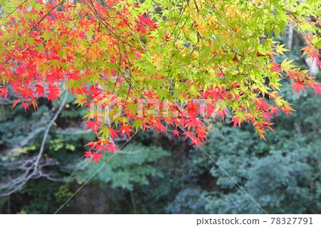 The beginning of autumn leaves Izu Amagi near Namesawa Gorge The beginning of autumn leaves Izu Amagi near Namesawa Gorge 78327791