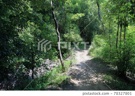 新鮮的綠色山路徑 新鮮的綠色山路徑 78327801