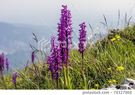 spontaneous Orchis mascula spontaneous Orchis mascula 78327908