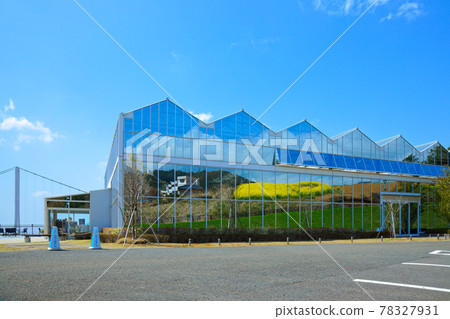 從盛開的油菜田和藍天三島天空步道空中花園望去 78327931