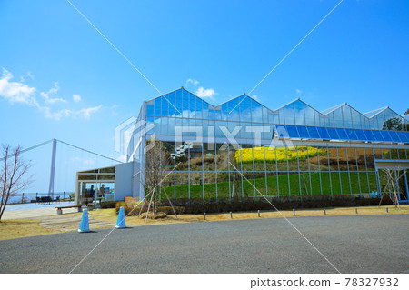 從盛開的油菜田和藍天三島天空步道空中花園望去 78327932