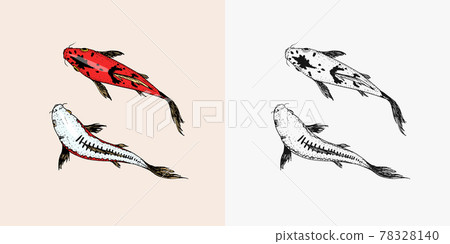 Koi carp, Japanese fish. Korean animal. Engraved hand drawn line art Vintage tattoo monochrome 78328140