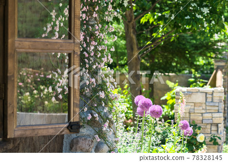 Roses are in full bloom on the windowsill, and round and cute flowers are in full bloom in the garden. 78328145