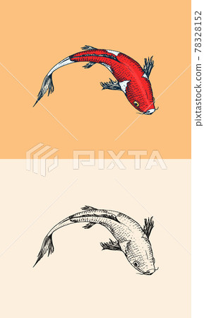 Koi carp, Japanese fish. Korean animal. Engraved hand drawn line art Vintage tattoo monochrome 78328152