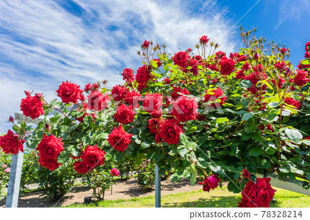 Uncle Walter 78328214