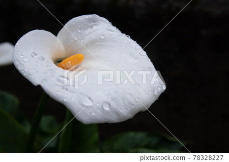 white calla flowers on dark and unfocused background 78328227