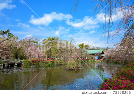 Mishima Taisha's weeping cherry blossoms in full bloom and the scenery that shines on the surface of the water 78328266