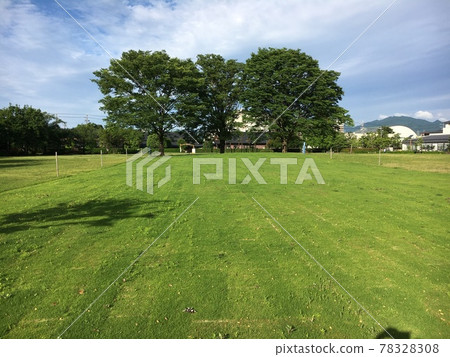 This ~ tree What kind of tree This ~ tree What kind of tree 78328308