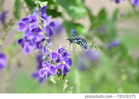 杜蘭塔和藍蜜蜂 杜蘭塔和藍蜜蜂 78328375