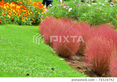 秋季里山花園節 2020 大花壇秋花，Kokia 78328742
